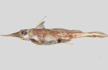 Νέα Ζηλανδία: Ανακαλύφθηκε νέο είδος «καρχαρία φάντασμα» στα ανοιχτά της χώρας - Τρέφεται με οστρακόδερμα και περιπλανιέται σε βάθη που φτάνουν τα 2.600 μέτρα