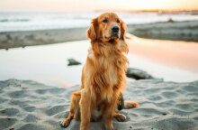 Είναι το βάρος του σκύλου μας φυσιολογικό;