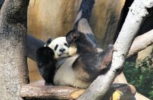 Τα αγαπημένα γιγάντια πάντα Σιν Σιν και Ρι Ρι επέστρεψαν στην Κίνα 13 χρόνια μετά