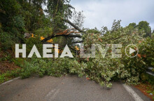 Πεσμένα δέντρα από το πέρασμα του ανεμοστρόβιλου από την Ηλεία