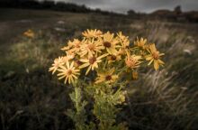 Εορτολόγιο: Σήμερα 21 Ιανουαρίου 2025 γιορτάζει…