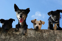 Είναι πιο ανθεκτικό ένα καθαρόαιμο ή ένα ημίαιμο ζώο;