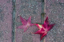 Πεσμένα φύλλα του Φθινοπώρου