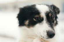 Η παράταξη Μπακογιάννη καταγγέλλει εγκατάλειψη του Καταφυγίου Αδέσποτων Ζώων