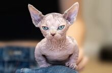 untitled_design_-_2024-10-19t210725_120