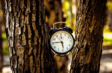 Ρολόι σφηνωμένο στους κορμούς δέντρου