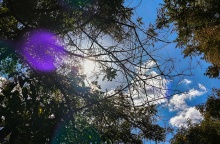 Λίγα σύννεφα πίσω από τα κλαδιά δέντρου