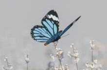 Μικραίνουν οι πεταλούδες της Ελλάδας; 