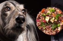 ΝΟΜΑ: Η Ιστορία πίσω από τη μεγαλύτερη εταιρεία μαγειρευτής τροφής κατοικίδιων στην Ελλάδα