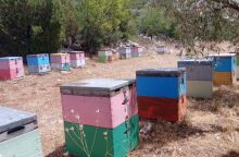 Μαύρο βελανιδιάς και άσπρο κουμαριάς, δυο σπέσιαλ μέλια από την Πρέβεζα και τη Λιβαδειά