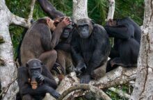 Μαθηματικά: Καταρρίφθηκε το «παράδοξο του σοφού πιθήκου» - Διατυπώθηκε πριν από σχεδόν έναν αιώνα - Τα συμπεράσματα επιστημονικής μελέτης.