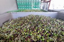 Τα ελαιόλαδα «Κύκλωπας» στον Έβρο