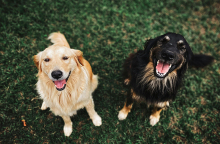 Γιατί έχει ακράτεια ο σκύλος μου μετά τη στείρωση;