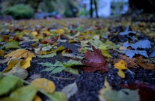 Φύλλα δέντρων πεσμένα στο βρεγμένο έδαφος