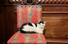 Το Μουσείο της Γάτας - Ένα διαφορετικό Μουσείο για όσους αγαπούν τα αιλουροειδή 