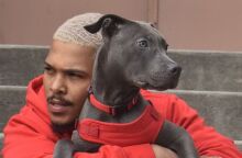 Νέα Υόρκη: Άνδρας πέταξε σκύλο από τον 14ο όροφο επειδή τσακώθηκε με τον ιδιοκτήτη του