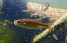 Τα δικαιώματα της φύσης και της άγριας ζωής