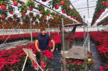 Αλεξανδρινά στο φυτώριο της οικογένειας στην Αγχίαλο Θεσσαλονίκης