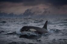 Οι επιστήμονες σε σύγχυση καθώς οι όρκες φαίνεται να αναβιώνουν μια τάση της δεκαετίας του '80: Καπέλα από νεκρό σολομό. 