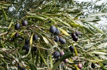 Ελιές πάνω στο δέντρο