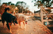 Τοξοκάρα στα κατοικίδια: Ένας σιωπηλός κίνδυνος που πρέπει να γνωρίζουμε