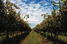 Winery Monsieur Nicolas