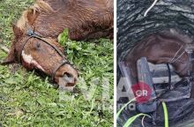 Εύβοια: Άλογο έπεσε και εγκλωβίστηκε σε πηγάδι 