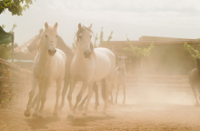 Χριστούγεννα στη φάρμα Άμπελος Βοχαϊκού… φυσικά!