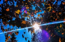 Ήλιος πίσω από τα φύλλα δέντρου