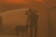 Καλιφόρνια: Η συγκινητική στιγμή που πυροσβέστης σβήνει τη φωτιά ενώ παρηγορεί χαμένο σκύλο