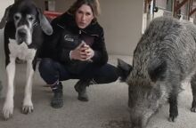 Γαλλία: Δικαστήριο δικαίωσε μια εκτροφέα αλόγων που υιοθέτησε ένα αγριογούρουνο - Την απειλούσαν με φυλάκιση και πρόστιμο 150.000 ευρώ