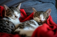 Αλλεργία στις γάτες: Πώς να ζήσετε αρμονικά μαζί τους