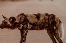 untitled_design_-_2025-02-01t200704_873