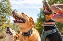 Μπορούν οι σκύλοι να προβλέψουν τους σεισμούς; αυτό που συμβαίνει στη Σαντορίνη 