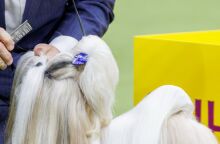 untitled_design_-_2025-02-11t222442_763