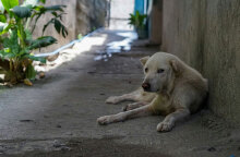 Υπάρχουν 430 εκατομμύρια αδέσποτα στον κόσμο