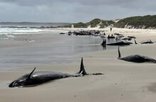 Αυστραλία: Σε ευθανασία υποβάλλονται 90 δελφίνια που εξόκειλαν σε ακτή αποπροσανατολισμένα και ταλαιπωρημένα