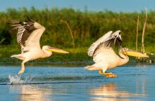 Φλώρινα: Κρούσματα της γρίπης των πτηνών σε δύο λίμνες - Νεκροί 10 αργυροπελεκάνοι