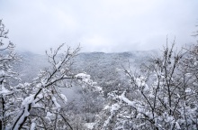 Χιόνια σε δέντρα 
