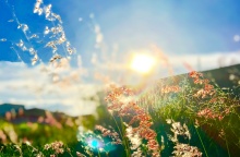 Φυτά με φόντο τον ήλιο της Άνοιξης