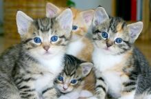 Ουγγαρία: 60χρονη κρατούσε στο σπίτι της περισσότερες από 100 γάτες σε άθλιες συνθήκες