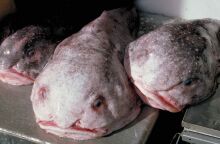 Ψάρι της χρονιάς στη Νέα Ζηλανδία ο βλεννόψαρος - Έχει χαρακτηριστεί ως το «πιο άσχημο ζώο του κόσμου» - Κέρδισε διαγωνισμό περιβαλλοντικής οργάνωσης 