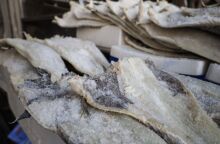 25η Μαρτίου: Σε τι τιμή θα αγοράσουμε φέτος τον μπακαλιάρο