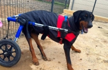 Στη Νορμανδία, ένα καταφύγιο βελτιώνει τη ζωή των τραυματισμένων ζώων