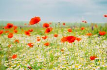 Εορτολόγιο: Σήμερα 2 Απριλίου 2025 γιορτάζει…