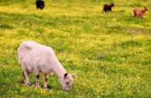 Πρωταπριλιά: Η φάρσα ως λογοτεχνικό είδος