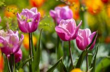 Εορτολόγιο: Σήμερα 3 Απριλίου 2025 γιορτάζει...