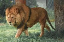 Αίγυπτος: Λιοντάρι επιτέθηκε στον εκπαιδευτή του και του ακρωτηρίασε μέρος του χεριού