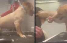 Βόλος: Pet groomer καταγγέλθηκε για κακοποιητική συμπεριφορά σε σκυλιά, ενώ τα κούρευε