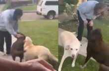 Σούνιτα Γουίλιαμς: Ατελείωτη αγάπη - Η συγκινητική στιγμή που οι σκύλοι της ξαναβλέπουν την αστροναύτη μετά από 9 μήνες 